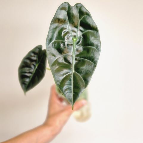 Alocasia Sedenii