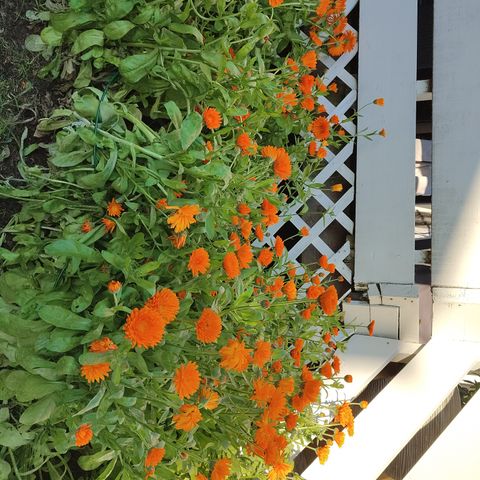 Spiselig ringblomst/marigold planter