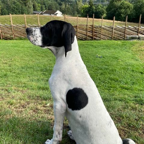 Pointer, Fuglehund