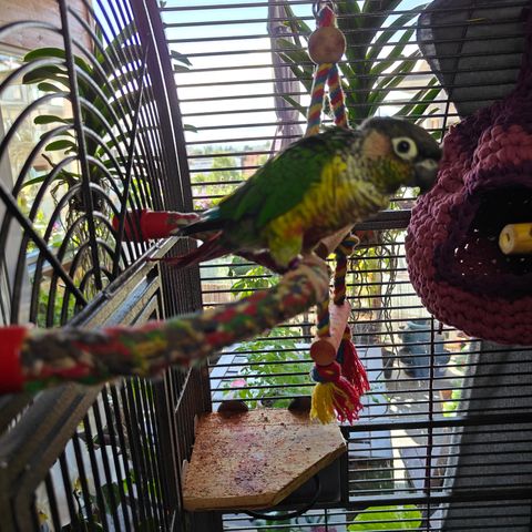 Veldig fin Conure jente