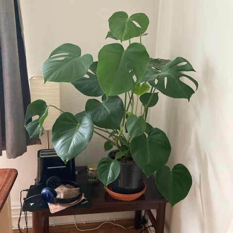 Planter - monstera (reserved)