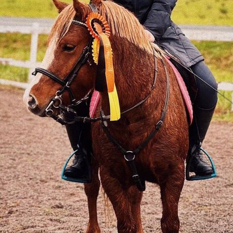 Flott allround ponni 125 cm  5 år ønsker helfor ev salg Haster !!