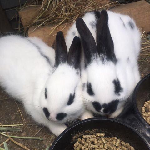 Kaninunger selges, kjønnsbestemte 🐰 tysk kjempeschecke og Rex mix