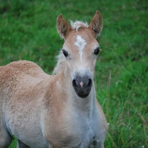 Haflinger hoppeføll /RESERVERT