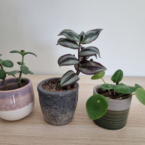3 søte planter med potter