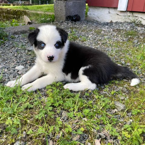 Alaska husky blandingsvalper