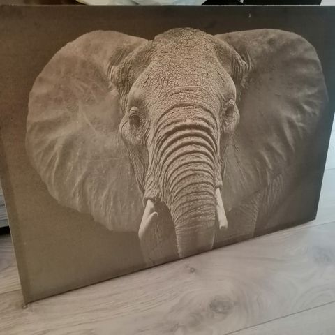 Vakker Elefant Lerret bilde 50x70