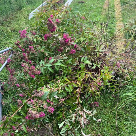 To store spirea gis bort - rosa blomster