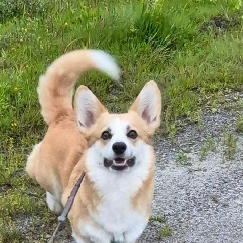 Welsh corgi pembroke