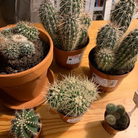 Kaktus forskjellige kaktus til salgs samlet, må hentes