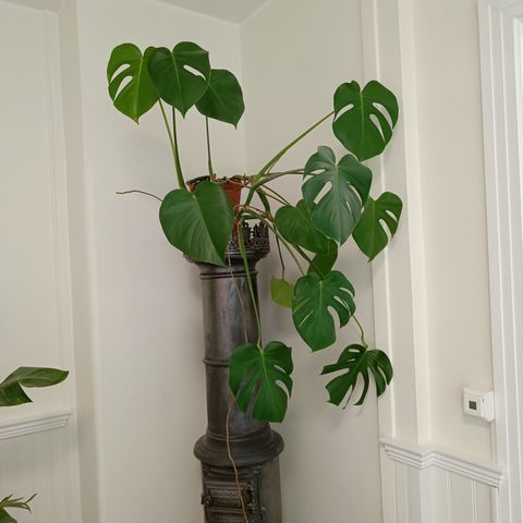 Monstera plante selges