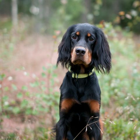 Gordon setter omplasseres