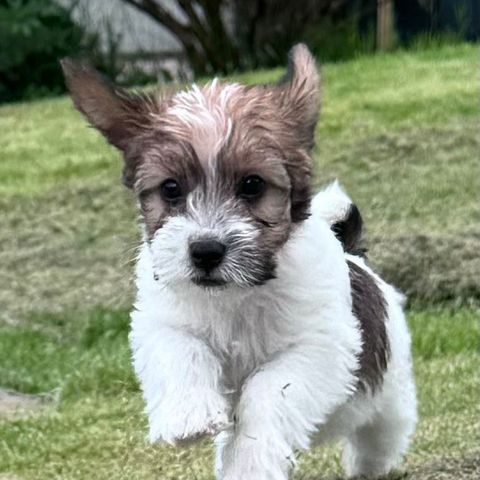 Jack Russel terrier