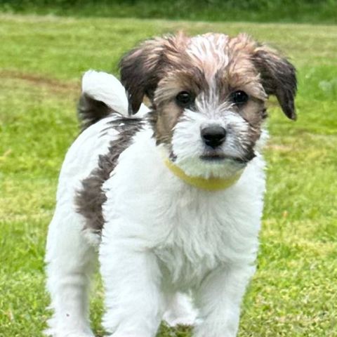 Jack Russel terrier