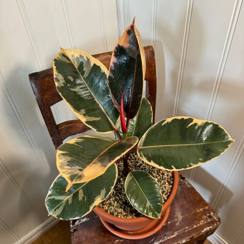 Ficus Elastica Ruby