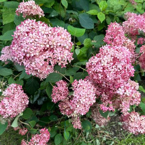 Pink Annabelle Hortensia