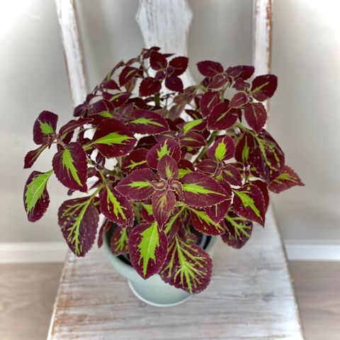 Fin Coleus