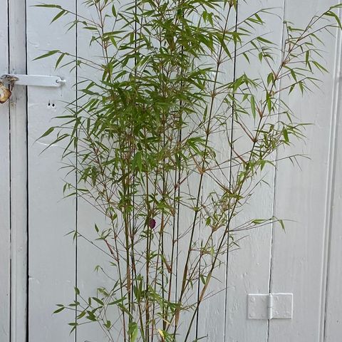 Bambus 140 cm