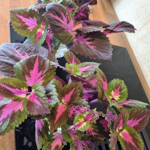 Coleus stiklinger