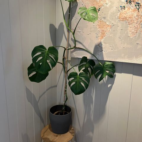 Stor Monstera plante