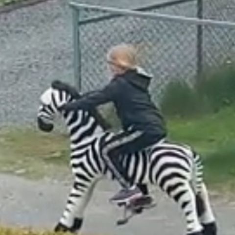 Morsom lekehest (Zebra) som barn og voksne kan ri på