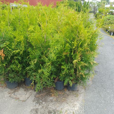 Thuja Brabant 120 cm kr 99