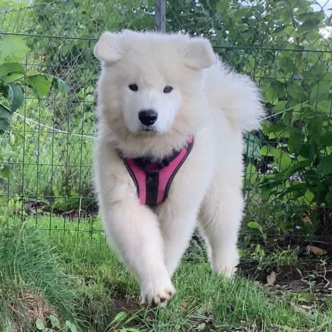 Samojed Valper