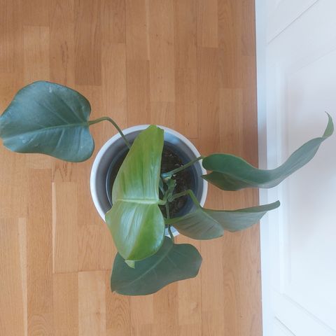 Monstera Deliciosa 35cm høy