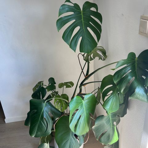 Monstera plante