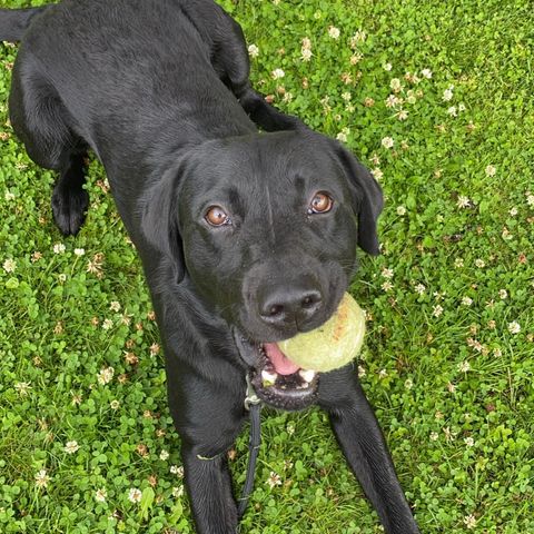 Hundepass, Jaktlabrador 2 år