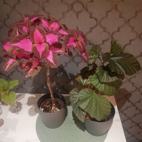 Plante 2pk, Coleus China Rose tre og Begonia Corallina de Lucerna