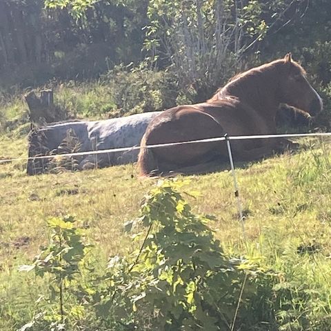 trenger du hjelp med hesten din