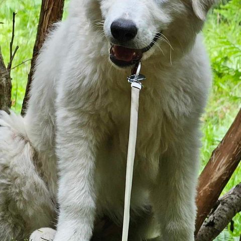 Maremma valp selges