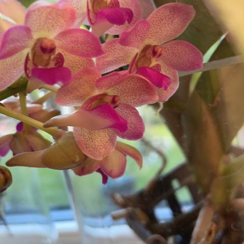 Orkide Vanda/Rhyncostylis hybrid + vase