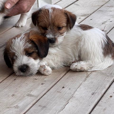 Jack Russell Terrier valper til salgs.