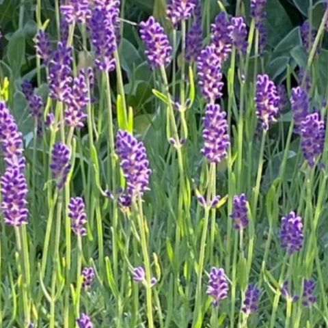 Lavendel selges