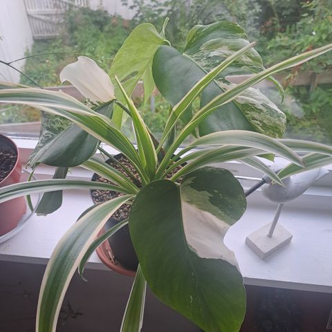 Monstera variegata plante selges.