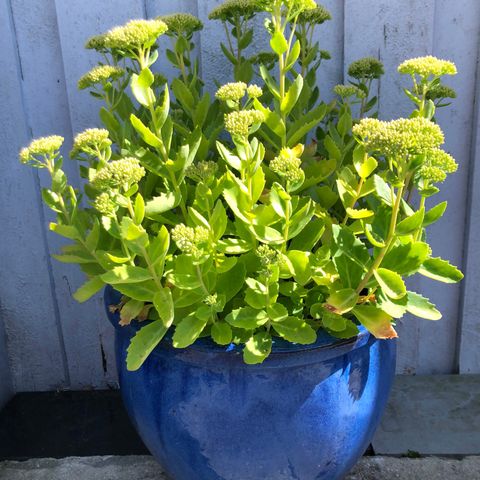 Store glaserte blomsterkrukker