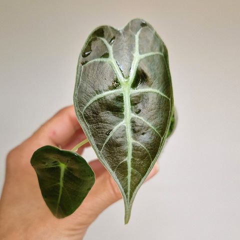 Alocasia Suhirmaniana