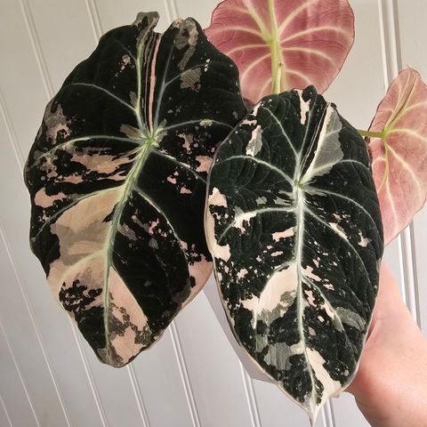 Alocasia Black Velvet Pink Knoll