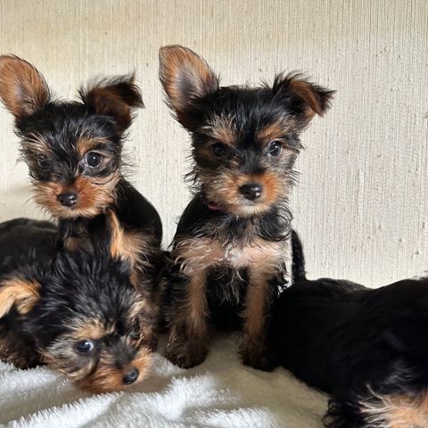 Yorkshire Terrier valper