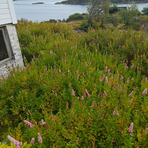 Rosa Spirea hekk.