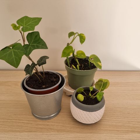 3 planter med potter