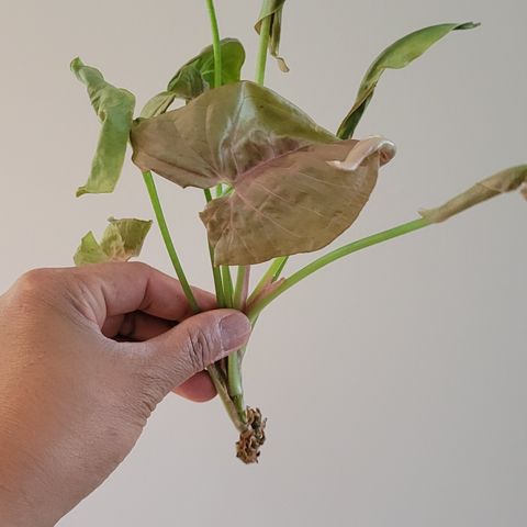 Syngonium pink robusta