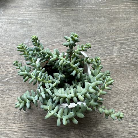 Sukkulent donkey tail