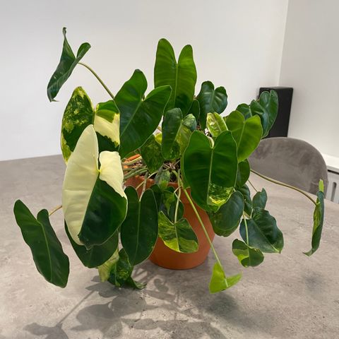 Philodendron burle marx variegata