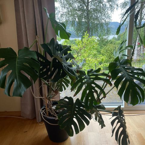 Monstera plante