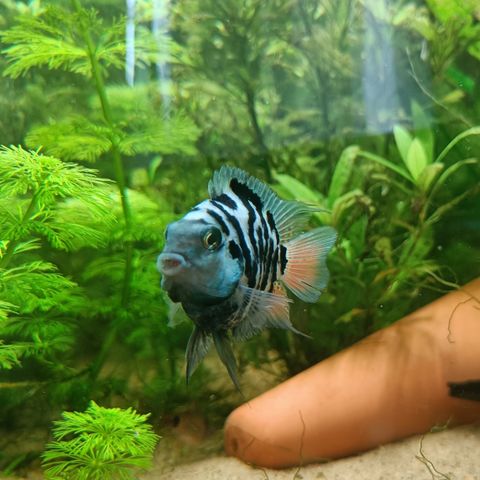 Polar Blue Tiger Parrot Cichlid (unger)