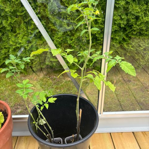 Tomatplante