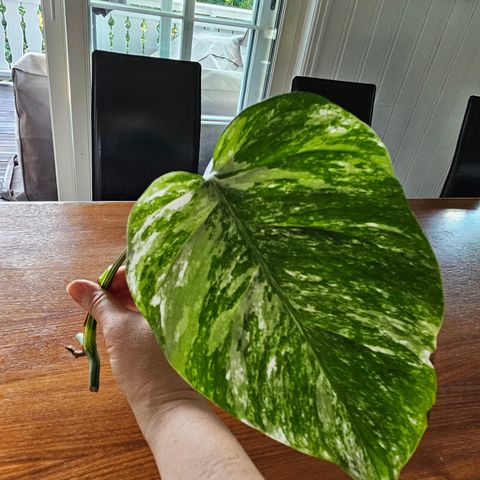 Monstera Variegata stikling #3